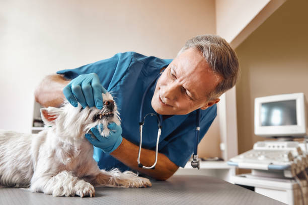 Best Walk-In Emergency Dentist in South Kensington, MD
